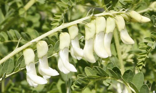Chinese Milk Vetch Astragalus membranaceus